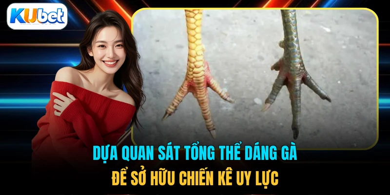 Dựa quan sát tổng thể dáng gà để sở hữu chiến kê uy lực