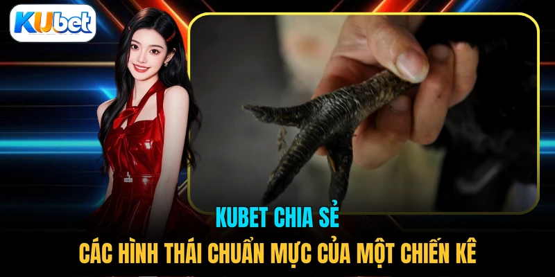 KUBET chia sẻ các hình thái chuẩn mực của một chiến kê